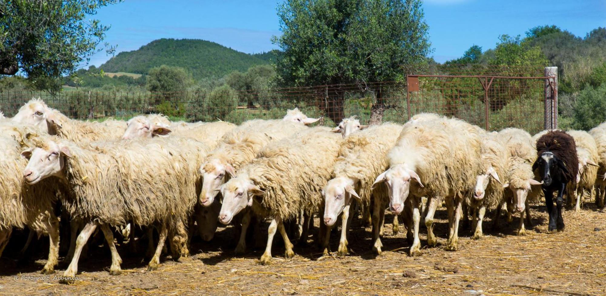 Agriturismo La Valle Degli Ulivi Semproniano المظهر الخارجي الصورة